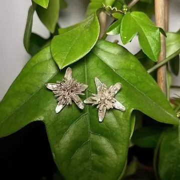 versilberte Ohrringe, Drynature art, Palladiumelektrolyt,  versilbern von organischem Material, galvanik