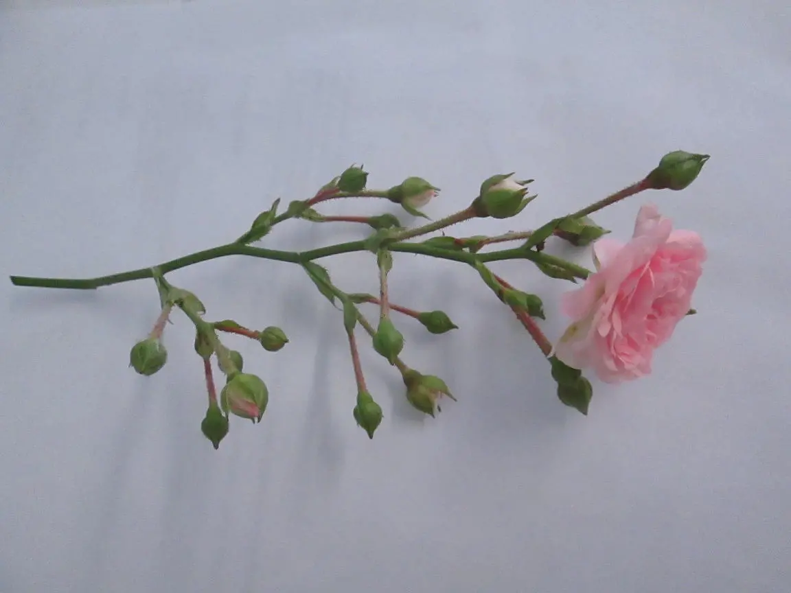 kupferleitlack pinsel 200ml